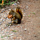 Veverička, v parku o ne nie je núdza
