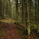 Krásny hustý smrekový les na hrebeni Stolických vrchov