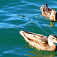 Kačky na jazere Balsio
