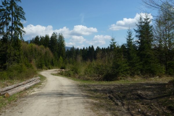 Lesná cesta cez Jedľoviny