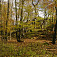 Malokarpatský jesenný les