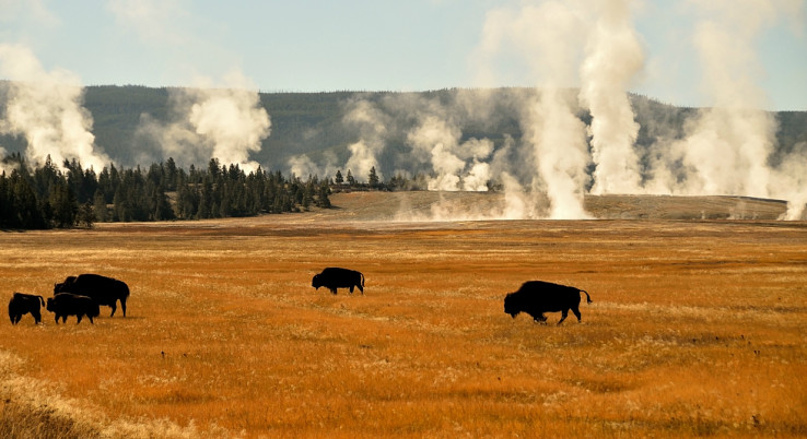 Pasúce sa bizóny, v pozadí para z horúcich prameňov