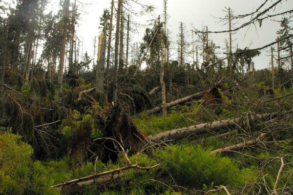 Lesný porast úplne podľahol náporom vetra (autor foto: Jerguš Tesák)