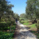 Cestička pomedzi olivové háje