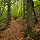 Príjemný úsek bukovo-brezového lesa