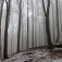 Aj v hmle má les svoje čaro