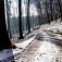 Lesná cesta obchádza úbočia Starého plášťa