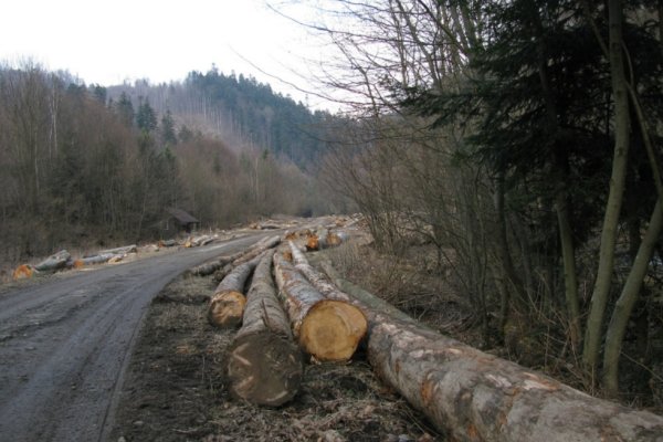 Skládka dreva nad Majdanom - Čergov. Foto: Mgr.K.Grichová