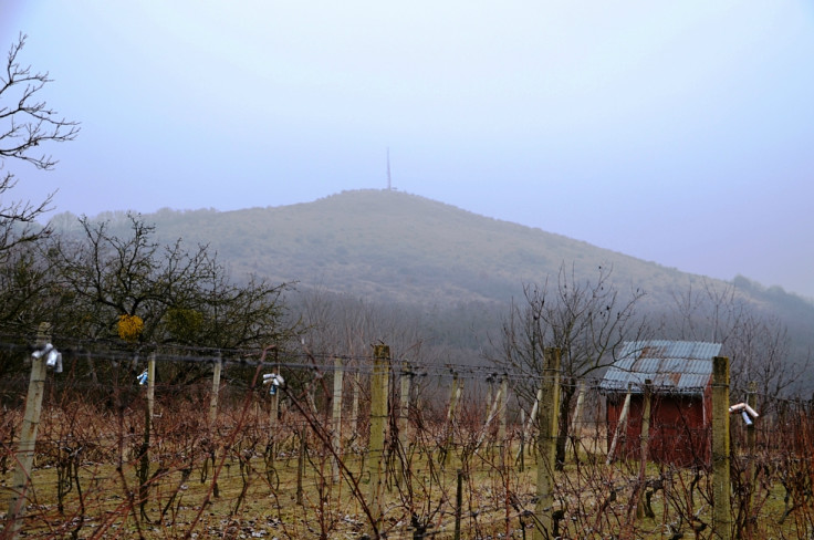 Vinice a v pozadí vrch Tarbucka