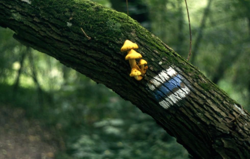 Modrá značka s hubami na strome nad chodníkom v údolí Rokytné (Boskovická brázda) (autor foto: Martin Knor)
