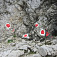Skupina volaviek na Bad Haller Steig, Ennstaler Alpen