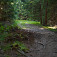 Koniec ťažby a opäť pekný les, vpredu rázcestie Tri chotáre (autor foto Ľubo Mäkký)