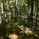 Klesáme hustým lesom (autor foto: Soňa Mäkká)