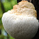 Korálovec  ježovitý -  Hericium erinaceus (Bull.) Pers alias opičia hlava