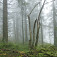 Les pokrytý hmlou