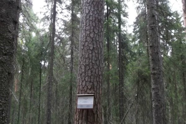 Najstarší živý strom Fínska