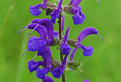 Šalvia lúčna (Salvia pratensis )