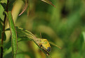 Bzdocha zelená (Palomena prasina)