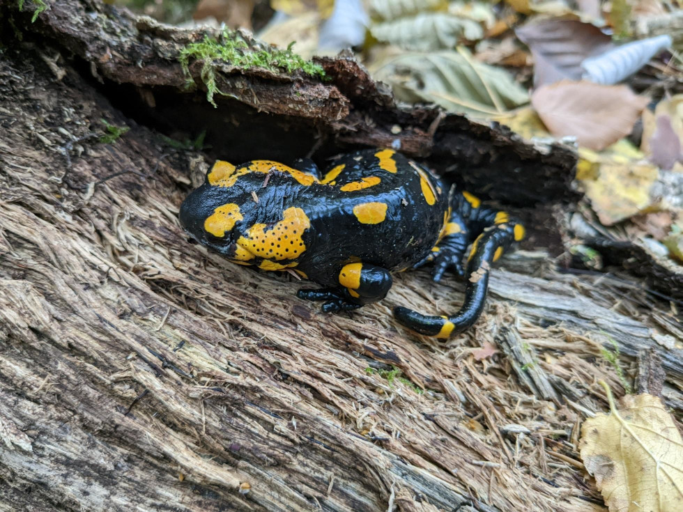 Salamandra škvrnitá. Foto – Soňa Mäkká