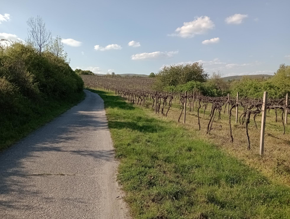 Vinice medzi Pezinkom (Grinavou) a Limbachom