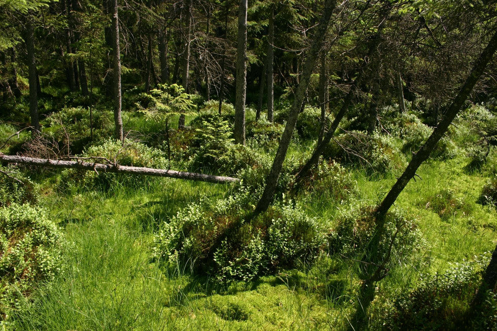 Bulty sú typickými útvarmi rašeliniskových lesov