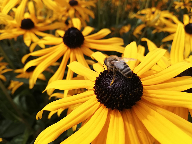 Včela medonosna pri praci