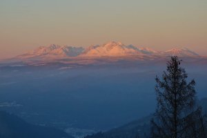 Ružové