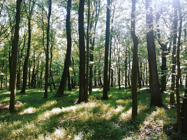 Karpatský les
