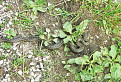 Had na chodníku - užovka fŕkaná