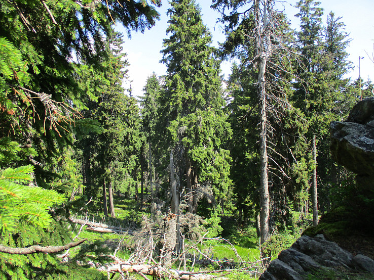 Poľanské lesy