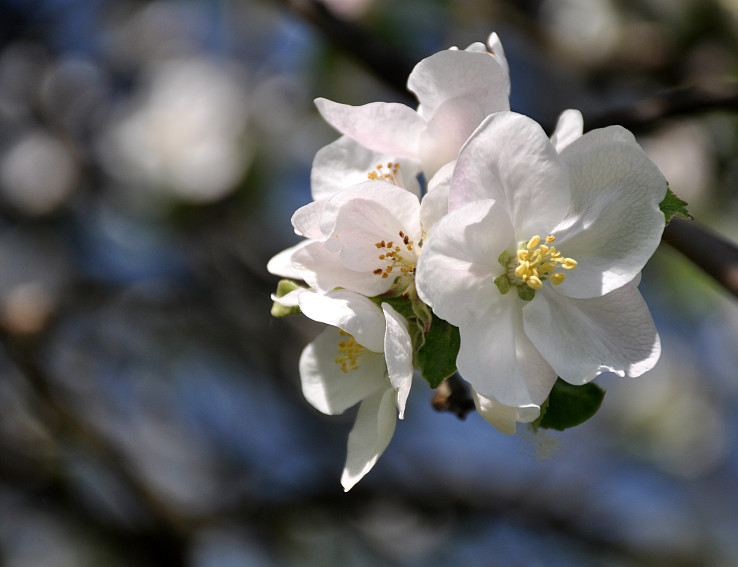 Jabloňové kvety 