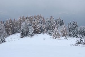 Smrekovce a smreky