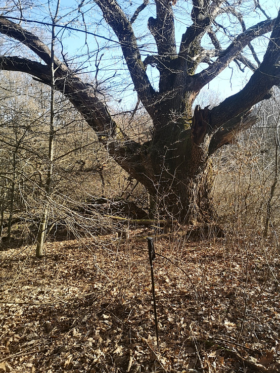 Pamätný dub