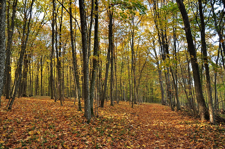 Silické jesenné lesy