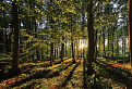 karpatským lesom I