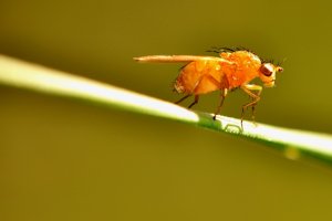Octomilka