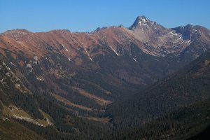 Svinica