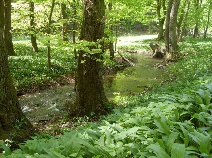 cesnakový potok