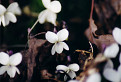 fialka biela (viola alba)