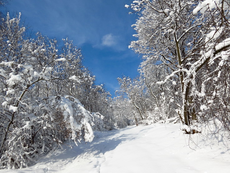 Les pod snehom VI.