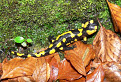 Salamander / 1.3529