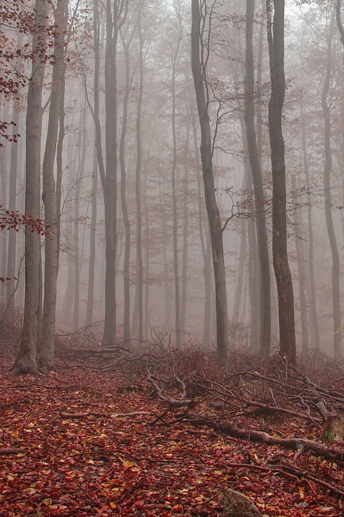 Zahmlený les 