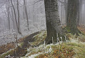 Zamrznutý les