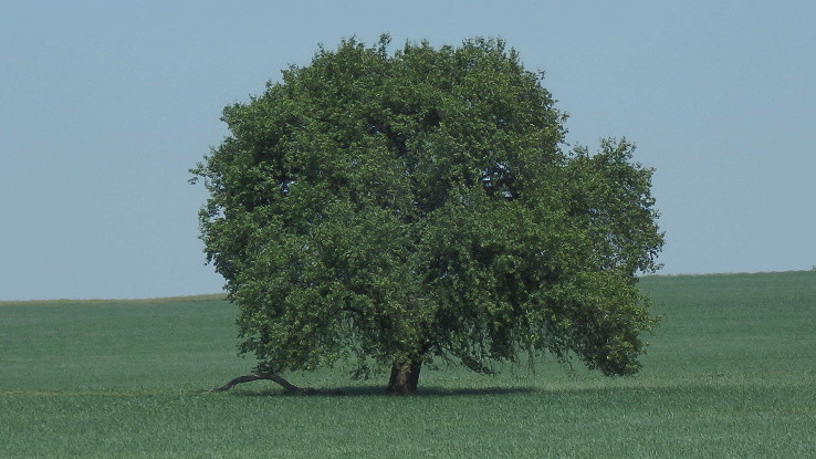Strom v poli II.