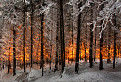 Ohnivý les