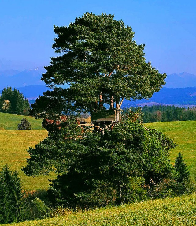 Majestátna Borovica lesná (Pinus sylvestris)