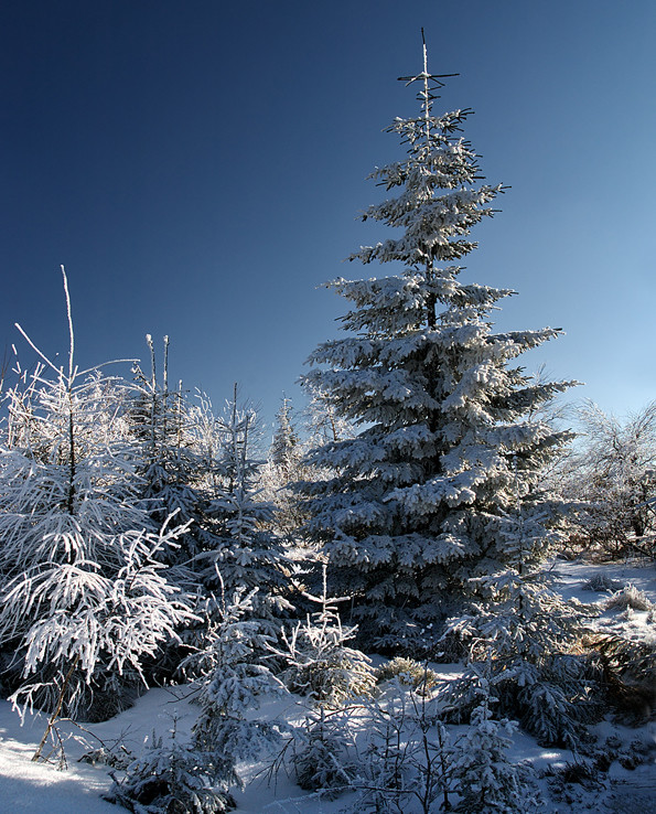 Zima na Kojšovskej holi