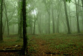 Obyčajný les v obyčajnej hmle