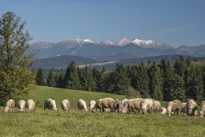 Ovečke