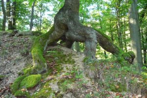 Chodiaci strom